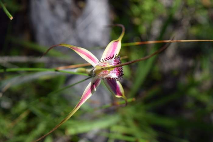 Caladenia - Orchid-Badgingarra-Vern-Westbrook-walk-Sep-2018p0013.JPG